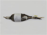 藏品(紅冠水雞)的圖片